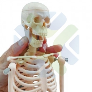 Simulador Esqueleto Humano 45 cm