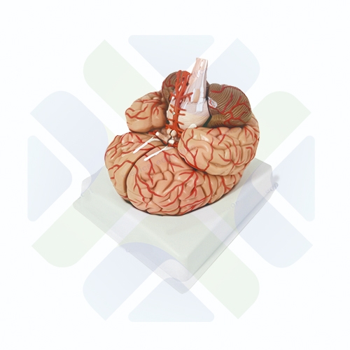 MODELO ANATOMICO DE CEREBRO CON ARTERIAS