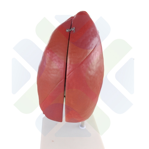 MODELO ANATOMICO PULMONES