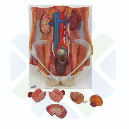 MODELO ANATOMICO SISTEMA URINARIO