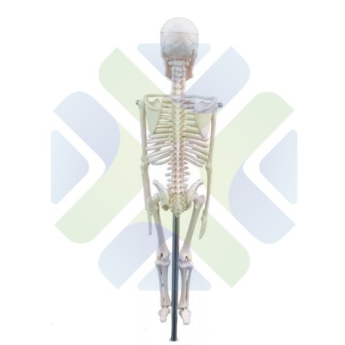 MODELO ANATOMICO ESQUELETO HUMANO 85 CM