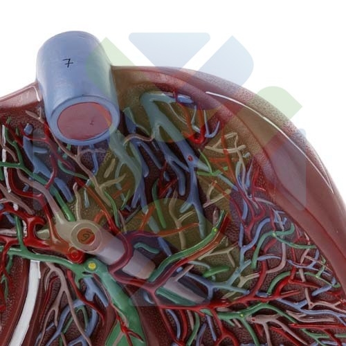 SIMULADOR ANATOMICO HIGADO 