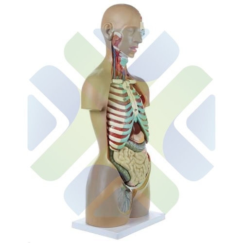 TORSO HUMANO DESMONTABLE