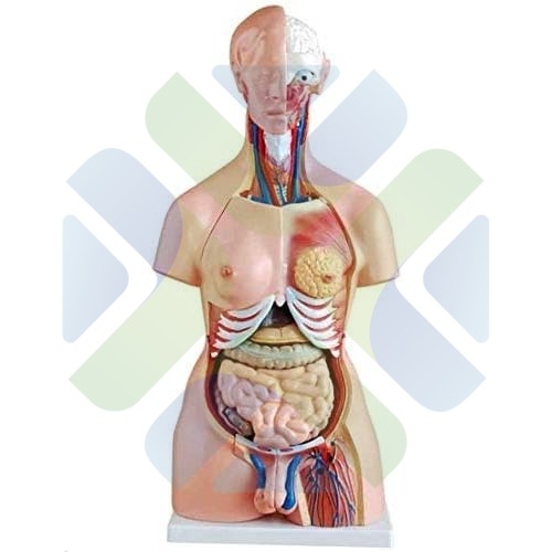MODELO ANATOMICO TORSO TRISEX HUMANO 85 CM