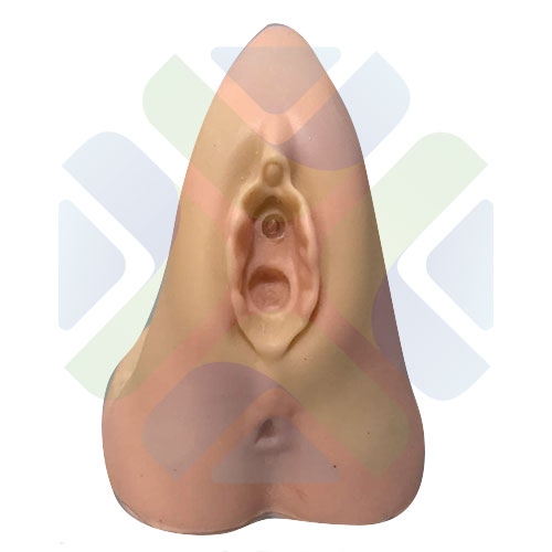 MODELO GENITAL DE MUJER
