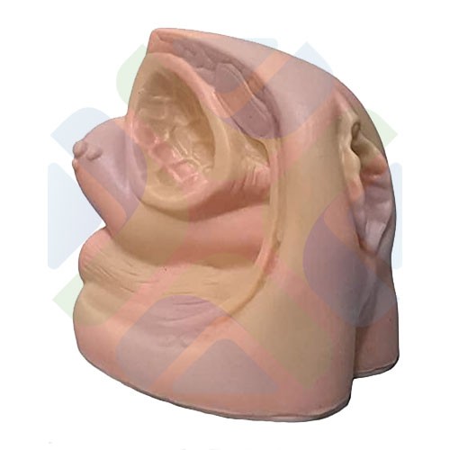 MODELO GENITAL DE MUJER