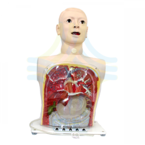MODELO AVANZADO DE LAVADO GASTRICO TRANSPARENTE 
