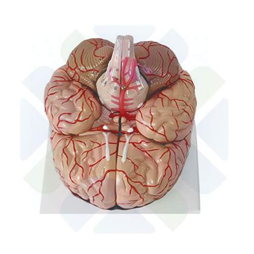 MODELO ANATOMICO DE CEREBRO CON ARTERIAS