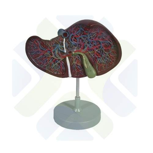 SIMULADOR ANATOMICO HIGADO 