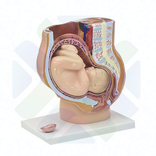 MODELO ANATOMICO DE PELVIS FEMENINA CON FETO