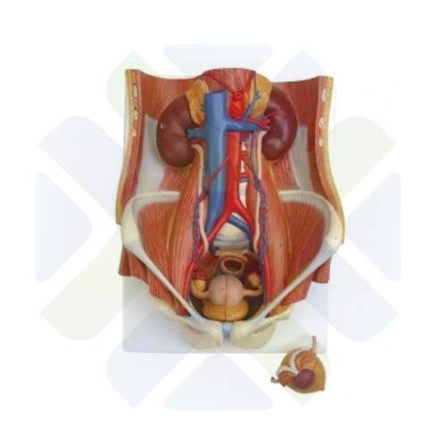 MODELO ANATOMICO SISTEMA URINARIO