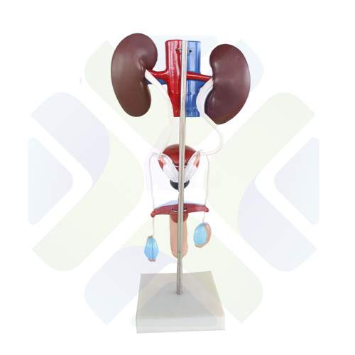 MODELO ANATOMICO SISTEMA UROGENITAL MASCULINO