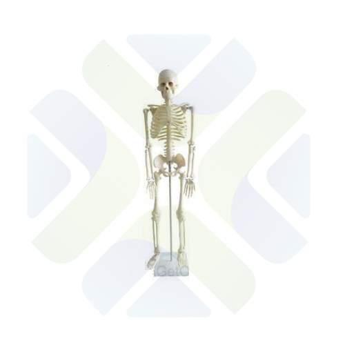 MODELO ANATOMICO ESQUELETO HUMANO 85 CM