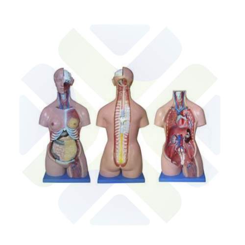 MODELO ANATOMICO TORSO TRISEX HUMANO 85 CM
