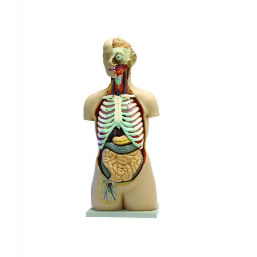 TORSO HUMANO DESMONTABLE