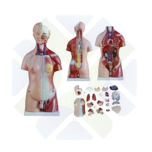 MANIQUI TORSO HUMANO UNISEX 45 CM 