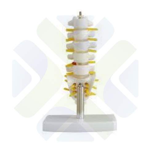 VERTEBRA LUMBAR